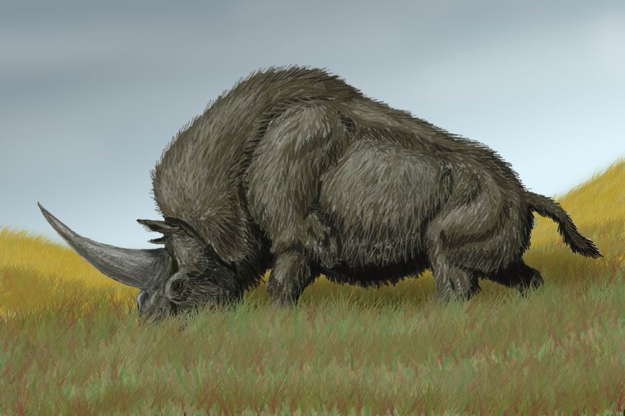  Elasmotherium sibericum,